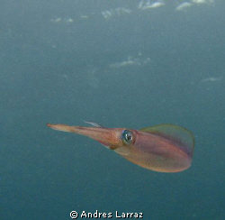 CALAMARI   (Sepioteuthis) Demonstrating the speckling eff... by Andres Larraz 
